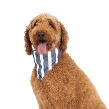 Hamptons Stripe Dog Bandana